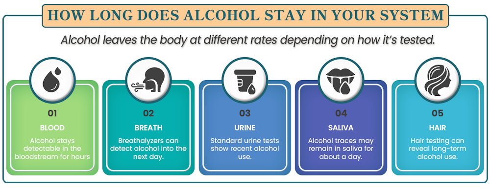 Infographic showing how long alcohol stays in the system